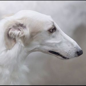 Meet your Posher, Sam